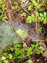 small spiderweb in a tropical forest