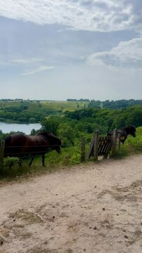 View over Hald Lake from Dollerup bakker, Viborg, Denmark. Tree row avenue at Hald lake. Heather lands. The Manor House of Hald in Dollerup, beautiful location of this historical building. Nice park 