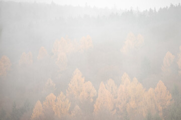 Ein herbstlicher Mischwald mit leuchtend orangefarbenem Laub, eingehüllt im Nebel, aufgenommen im...