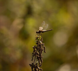 dragonfly on a twig
