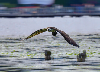 Osprey hunting 
