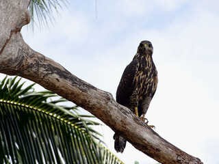 Juvenile Hawk Perched, Parabuteo unicinctus on a Tree Branch Against Blue Sky, Costa Rica
