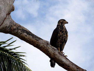 Juvenile Hawk Perched, Parabuteo unicinctus on a Tree Branch Against Blue Sky, Costa Rica