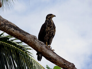 Juvenile Hawk Perched, Parabuteo unicinctus on a Tree Branch Against Blue Sky, Costa Rica