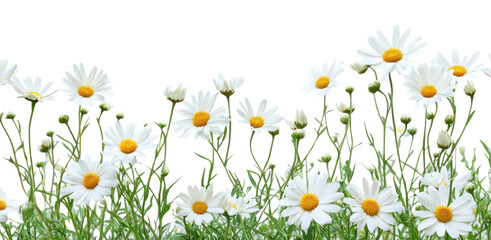 Fototapeta na wymiar PNG White daisy flower bush border daisies flowers background.