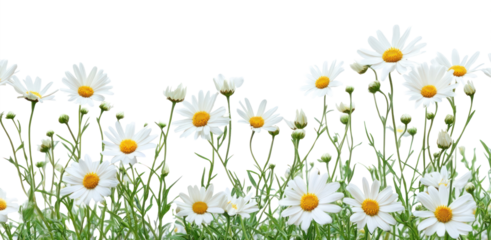 PNG White daisy flower bush border daisies flowers background.