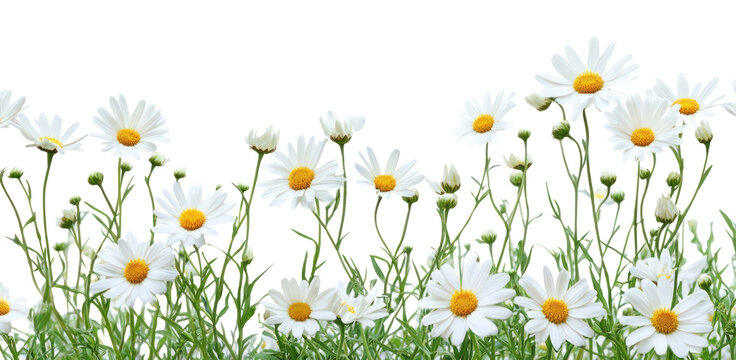 PNG White daisy flower bush border daisies flowers background.