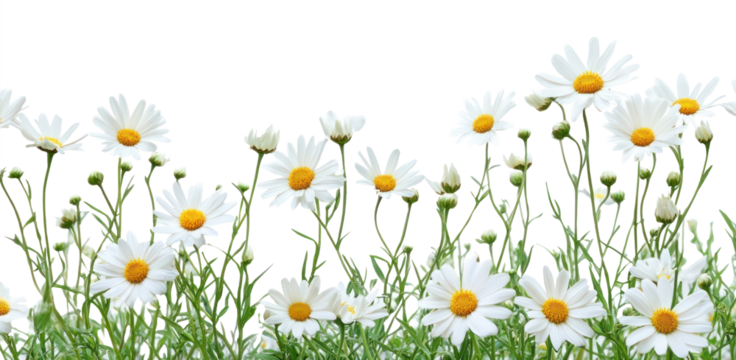 PNG White daisy flower bush border daisies flowers background.