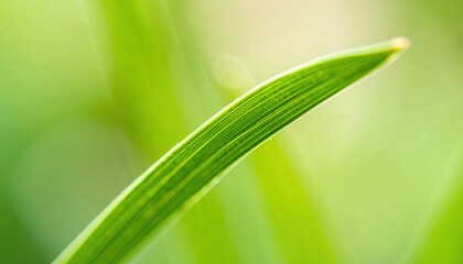 Obraz premium Close Up Of Green Grass Blade