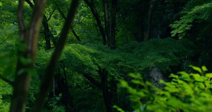 Dense Japanese forest. Green impenetrable thickets