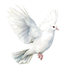 Dove, watercolor painting vector, isolated on a white background.