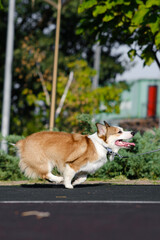 Red and white Pembroke Welsh Corgi runs energetically on a leash along the asphalt in a public city park, tongue out, surrounded by greenery and bright sunlight