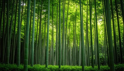 Dense Green Bamboo Forest