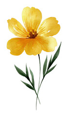 Obraz premium PNG A colorfull and gold wildflower illustration watercolor design.