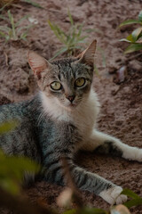 Close-Up Portrait of Cat Relaxing Outdoors