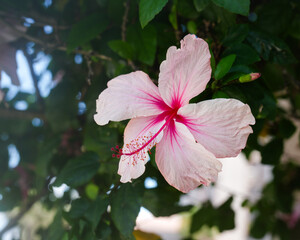 Large lush light pink and bright pink hibiscus flower with green leaves in the background  © Anna