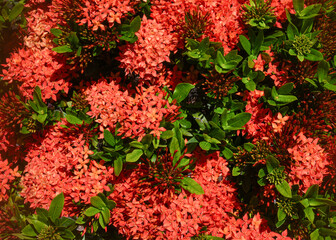 Close up of vibrant lxora coccinea, also known as jungle Geranium or Flame of the woods, blooming in a tropical garden with lush green foliage under natural summer sunlight. Popular ornamental plant