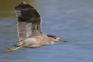 Flying Night Heron