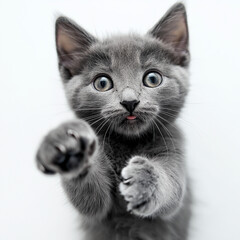Grey Kitten with Playful Smirk and Reaching Paw