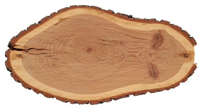 Rustic Light Brown Wood Slice, Natural Texture, Organic Shape, Isolated on White Background
