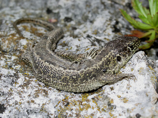 Naklejka premium Zauneidechse mit KI erstellt+bearbeitet