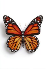 Fototapeta premium Butterfly isolated on white background