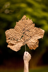 Women's Hand Holding a Large Autumn Leaf in the Woods