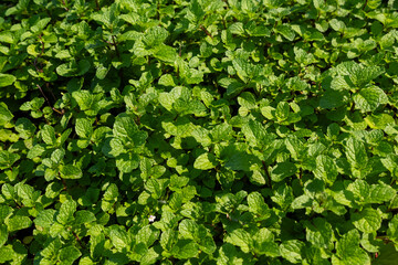 Fresh Green Mint Leaves Spread Across the Surface in Natural Light