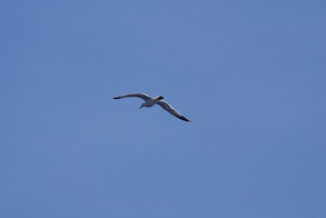 Yellow-legged gull bird flying over Sa Dragonera island coastal cliffs across clear blue sky on sunny day. Mediterranean coast wildlife, seabird soaring and flight, Balearic Islands.
