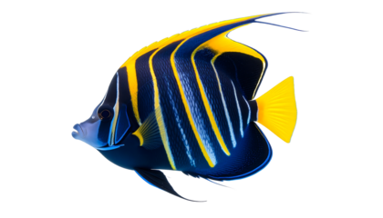 angel fish isolated on transparent background-generated by ai
