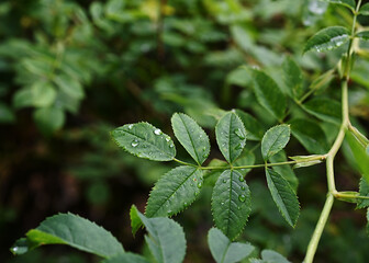 Close-up of a green leaf with serrated edges, covered in fresh water droplets after a rain shower.