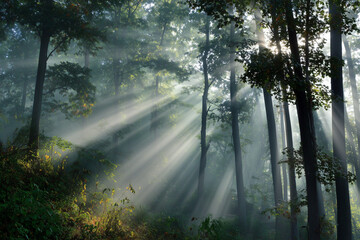 Sunbeams in the foggy forest: magical morning sunbeams through foggy w
