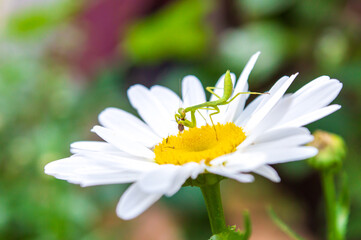 A praying mantis catching prey(fly) on a daisy flower. 
