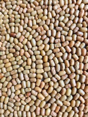 lentils close up