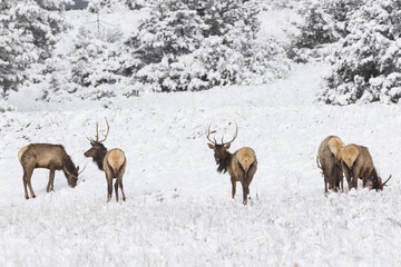 Elk in the snow in Rocky Mountain National Park