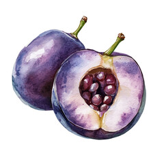 Damson Slice, watercolor painting vector, isolated on a white background.