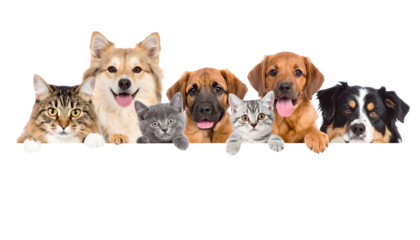 Dogs and Cats Peeking Over Web Banner Extracted isolated on transparent background-