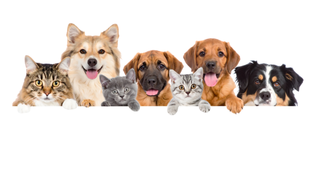 Dogs and Cats Peeking Over Web Banner Extracted isolated on transparent background-