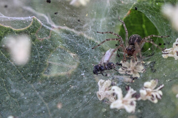 A spider inside a white web carefully assesses its prey