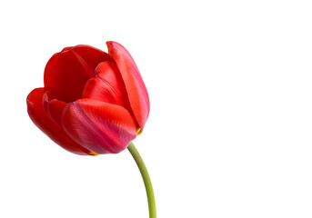 Fototapeta premium Single Red Tulip on Black Background isolated on transparent baackground