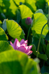 緑の葉に映えるハスの花