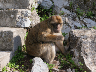 Barbary macaque at the Rock of Gibraltar