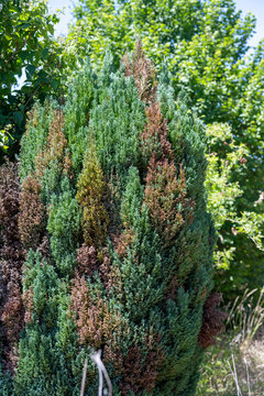 arbuste de plein de couleur au soleil d'&eacute;t&eacute;. Arbre vert, jaune et marron, pin
