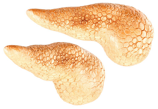 Pancreases, anatomical 3d model with textured surface. 3D rendering isolated on transparent background