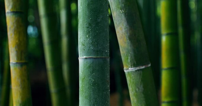 Close-up of bamboo tree trunks. Bamboo forest in Japan