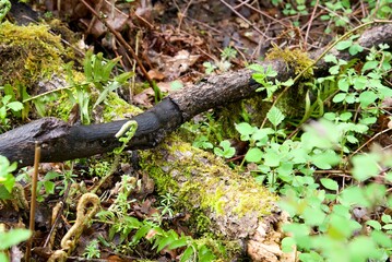 Close up of decaying logs on the forest floor, surrounded by lush green foliage including ferns, oxalis (clover), neon green moss, fallen leaves and fresh spring growth.