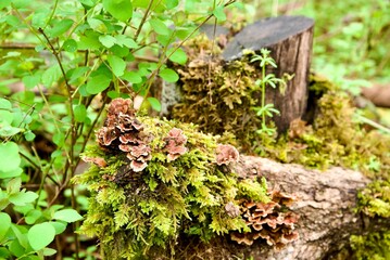 Tree stump covered in mushrooms and moss in a dense woodland area. Taken while hiking in the Tualatin Hills Nature Park, a public park in Beaverton, Oregon.