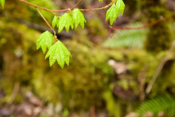 Close up of new maple leaves, specifically a Vine Maple (Acer circinatum), budding on a single branch in a woodland area. Taken while hiking in the Tualatin Hills Nature Park, a public park in Oregon.