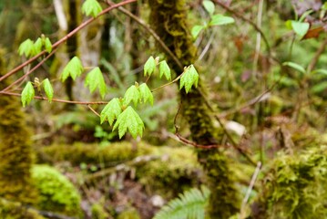 Close up of new maple leaves, specifically a Vine Maple (Acer circinatum), budding on a single branch in a woodland area. Taken while hiking in the Tualatin Hills Nature Park, a public park in Oregon.