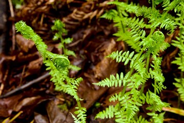 Close up of ferns, specifically Lady Fern (Athyrium filix-femina), growing near the forest floor in...